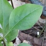 Polygaloides paucifolia Leaf