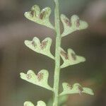 Asplenium sandersonii Leaf