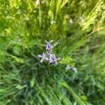 Chorispora tenella Квітка
