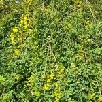 Jasminum mesnyi Συνήθη χαρακτηριστικά