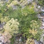 Laserpitium gallicum Leaf