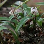 Polystachya elegans Habit