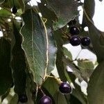 Cinnamomum camphora 果実