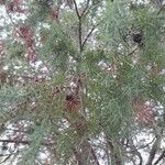Juniperus oxycedrus ഇല