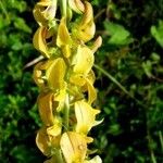 Crotalaria pallida Цвят