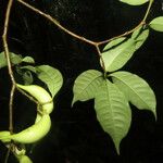 Tabernaemontana robinsonii Hoja