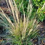 Calamagrostis arundinacea Mbuma