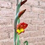 Gladiolus dalenii Bloem