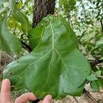 Quercus marilandica Hoja