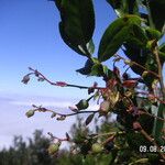 Vaccinium padifolium Owoc