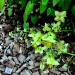 Epimedium alpinum Costuma