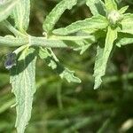 Nepeta nepetella पत्ता