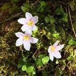 Oxalis montana Blüte