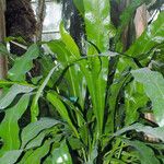 Microsorum punctatum عادت داشتن