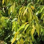 Quercus myrsinifolia Folha