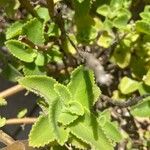 Plectranthus amboinicus Foglia