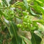 Melicope borbonica Fruit