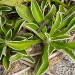 Antennaria dioica Leaf