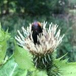 Cirsium oleraceum (L.) Scop.ফুল