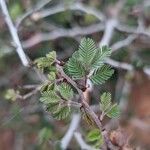 Calliandra eriophylla Lapas