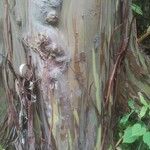 Eucalyptus deglupta Bark