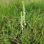 Spiranthes vernalis List