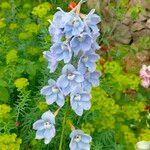 Delphinium cardinale Цвят