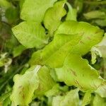 Euphorbia tithymaloides Blatt