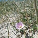 Calystegia soldanella Elinympäristö