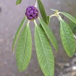 Rhododendron niveum Folha