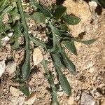 Hypochaeris robertia Hoja