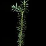 Fitzroya cupressoides Tervik taim
