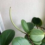 Peperomia magnoliifolia पत्ता