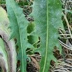Crepis conyzifolia Leaf