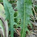 Crepis conyzifolia Folha