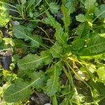Rumex pulcher Likasa
