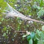 Epilobium lanceolatum Fruit