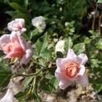 Rosa abietina Flor