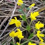 Cytisus decumbens Φύλλο