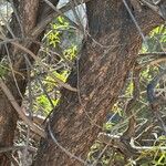 Searsia lancea Rinde