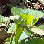 Trillium albidum 葉