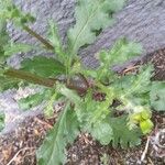 Senecio vulgaris Leaf