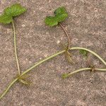 Hydrocotyle ranunculoides 整株植物