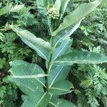 Asclepias viridiflora पत्ता