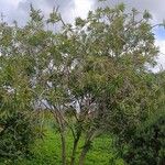 Melaleuca viminalis Habit