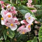 Begonia incarnata Λουλούδι
