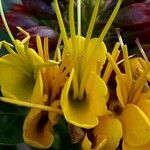 Deplanchea speciosa Flor