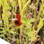 Tetragonolobus purpureus Flower