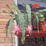 Disocactus phyllanthoides Blüte