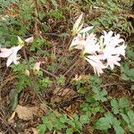 Amaryllis belladonna Листок